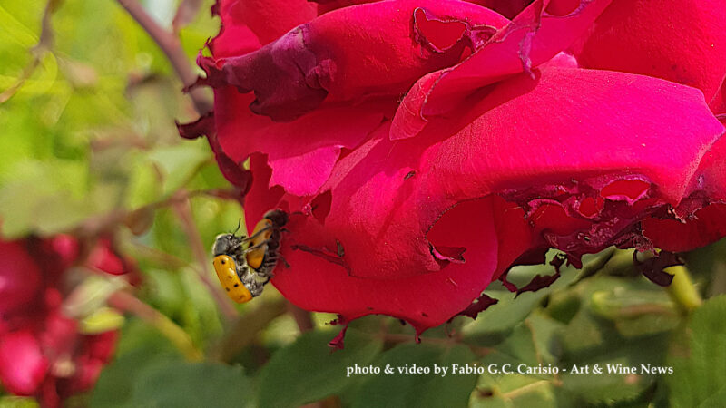 Art Nature Video – COCCINELLE IN AMORE SU ROSA ROSSA A BAROLO. Nelle Vigne deI Paesaggi Vitivinicoli Unesco