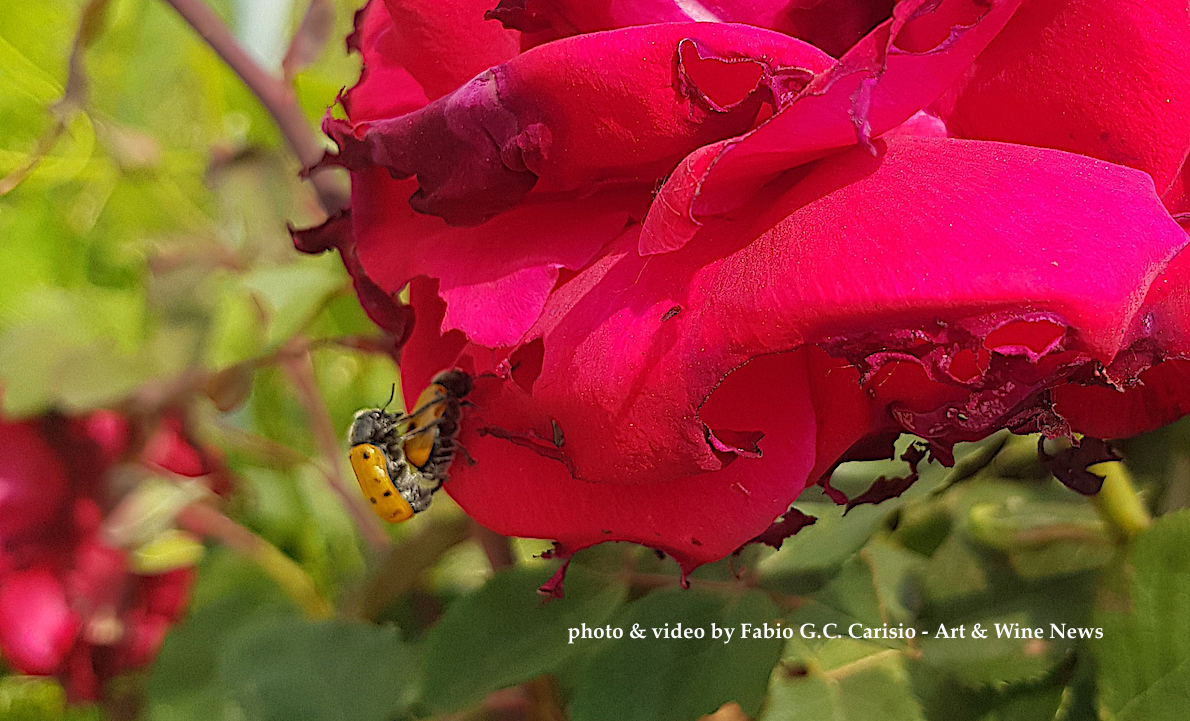 Art Nature Video – COCCINELLE IN AMORE SU ROSA ROSSA A BAROLO. Nelle Vigne deI Paesaggi Vitivinicoli Unesco